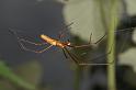 Tetragnatha_montana_D4962_Z_90_Les Gris_Frankrijk